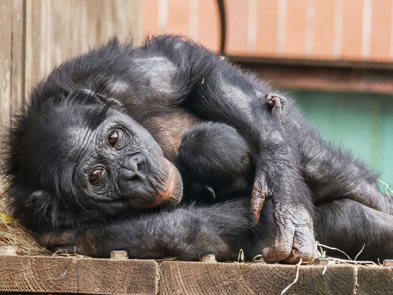 Bonobo baby